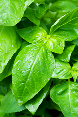 Homegrown basil from your garden saves money